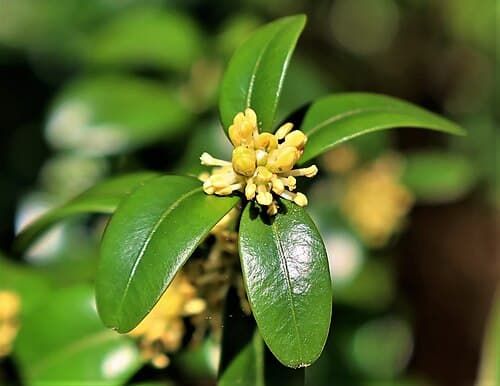 Box (Buxus sempervirens) in flower