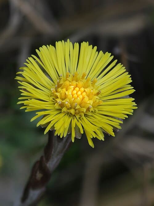Coltsfoot (Tussilago farfara) in flower