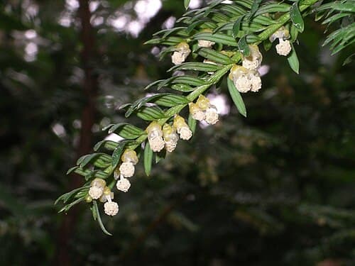Yew (Taxus baccata) in flower