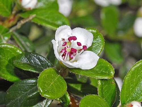 Cotoneaster (Cotoneaster horizontalis) in flower