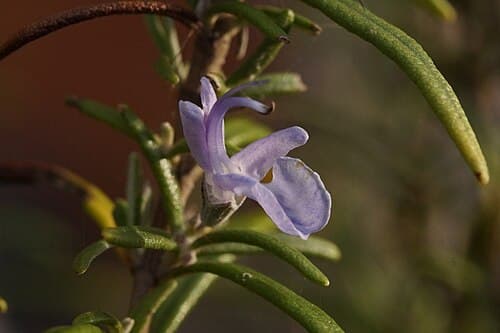 Rosemary (Salvia rosmarinus) in flower