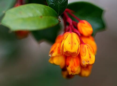 Berberis (Berberis darwinii) in flower