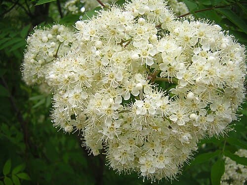 Rowan (Sorbus aucuparia) in flower