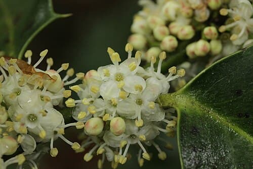 Holly (Ilex aquifolium) in flower