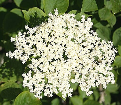 Elder (Sambucus nigra) in flower