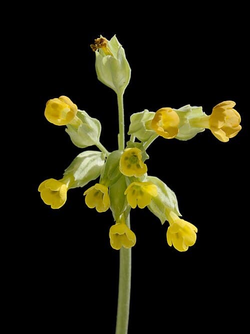 Cowslip (Primula veris) in flower