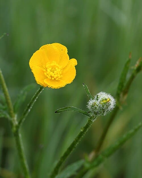 Meadow buttercup (Ranunculus acris) in flower