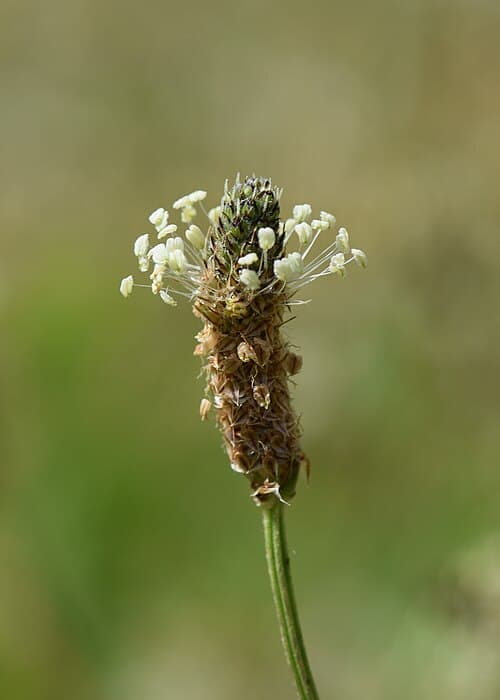 Ribwort plantain (Plantago lanceolata) in flower