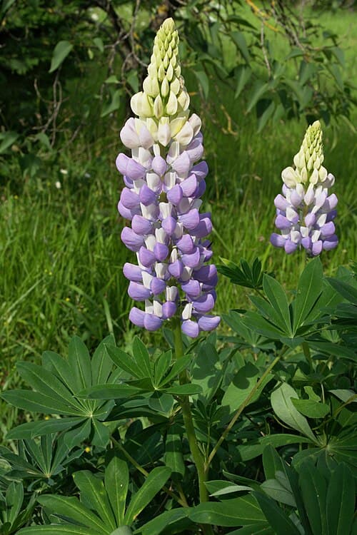 Lupin (Lupinus polyphyllus) in flower