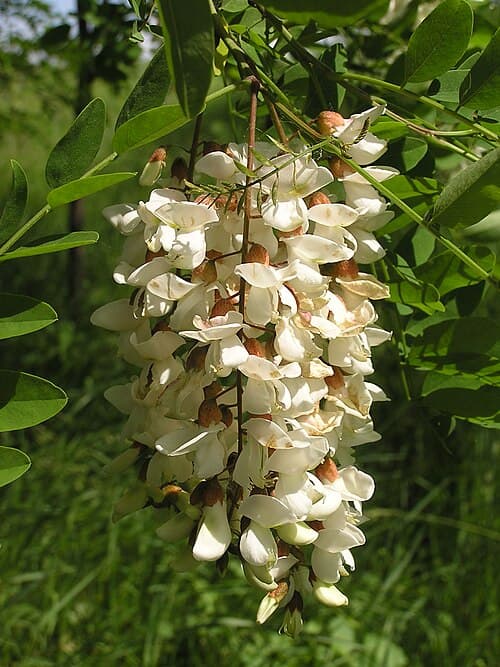 False acacia (Robinia pseudoacacia) in flower
