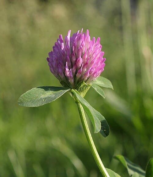 Red clover (Trifolium pratense) in flower