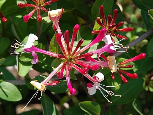 Honeysuckle (Lonicera periclymenum) in flower