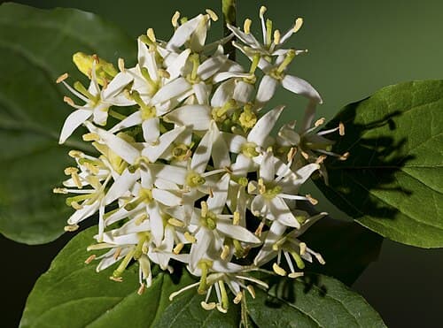 Dogwood (Cornus sanguinea) in flower