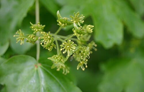 Field maple (Acer campestre) in flower