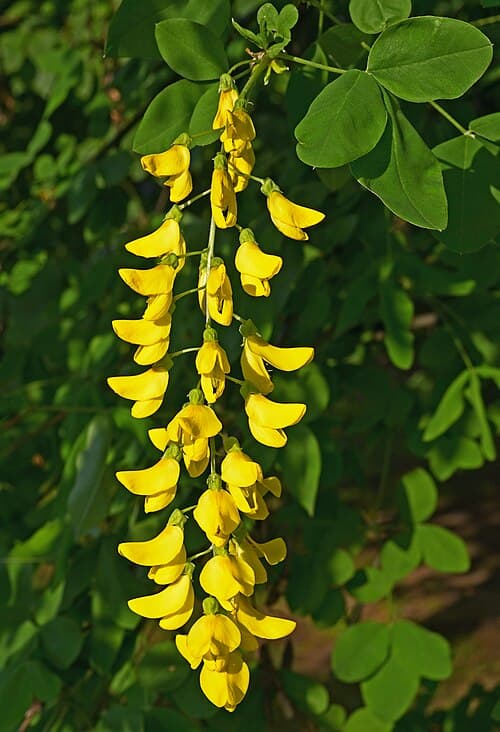 Laburnum (Laburnum anagyroides) in flower