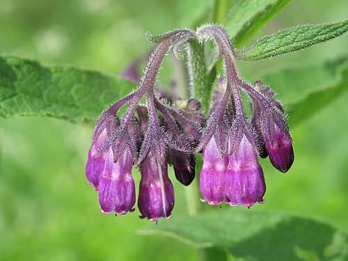 Comfrey (Symphytum officinale) in flower