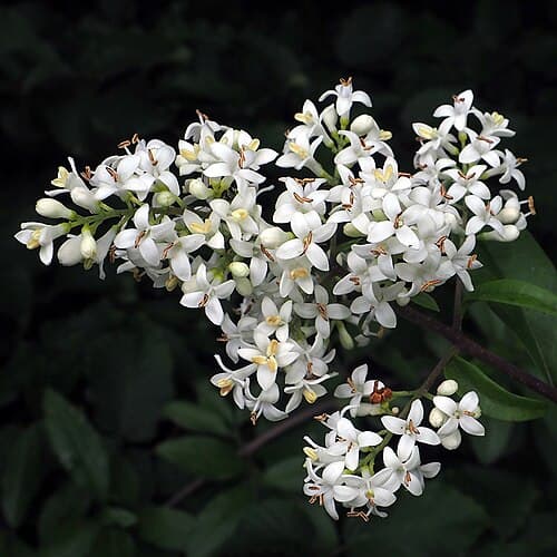 Privet (Ligustrum vulgare) in flower