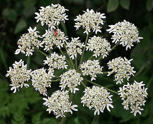 Hogweed (Heracleum sphondylium) in flower