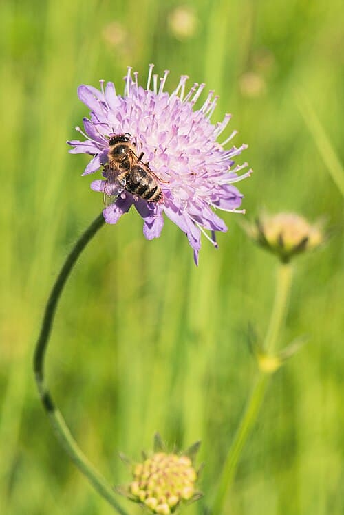 Field scabious (Knautia arvensis) in flower