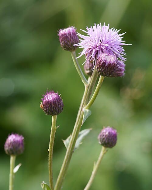 Creeping thistle (Cirsium arvense) in flower