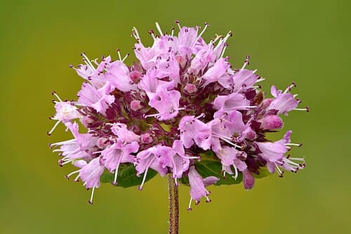 Marjoram (Origanum vulgare) in flower