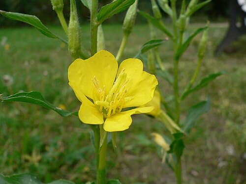 Evening primrose (Oenothera biennis) in flower