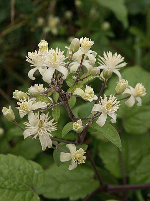 Traveller’s joy (Clematis vitalba) in flower