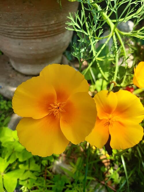 Californian poppy (Eschscholzia californica) in flower