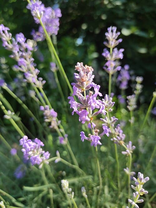 Lavender (Lavandula angustifolia) in flower