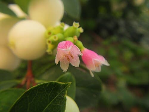 Snowberry (Symphoricarpos albus) in flower