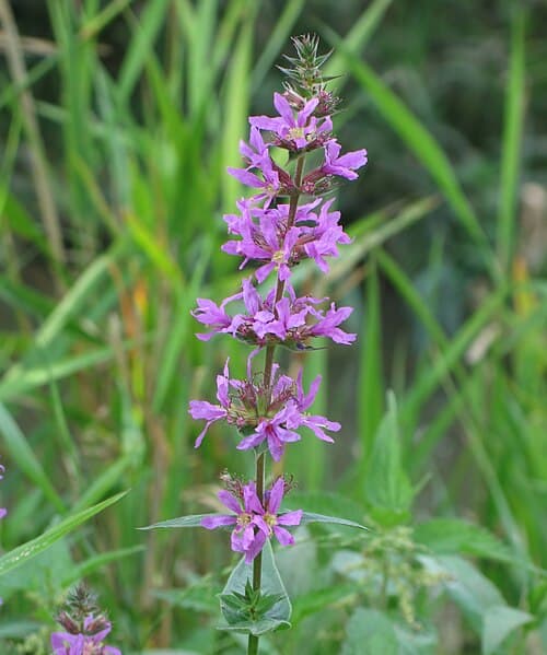Purple loosestrife (Lythrum salicaria) in flower