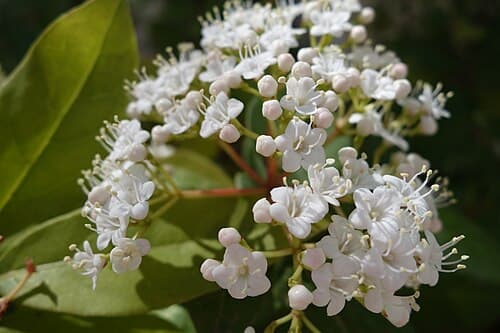 Laurustinus (Viburnum tinus) in flower