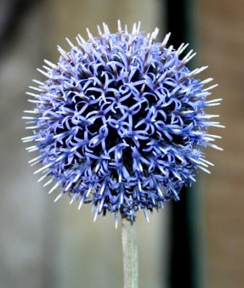 Globe thistle (Echinops ritro) in flower