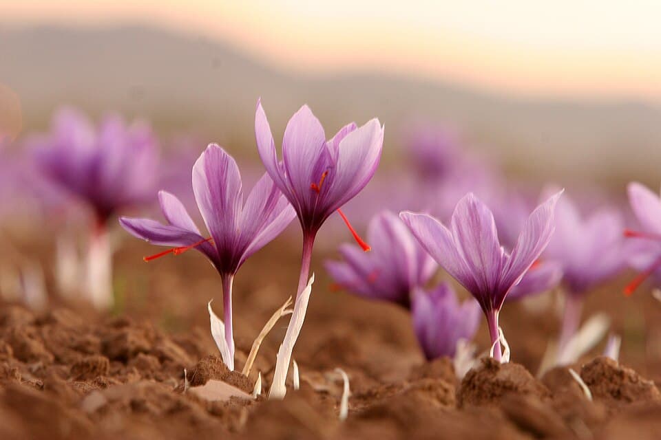 Crocus (Crocus spp.) in flower