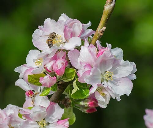 Apple (Malus domestica) in flower