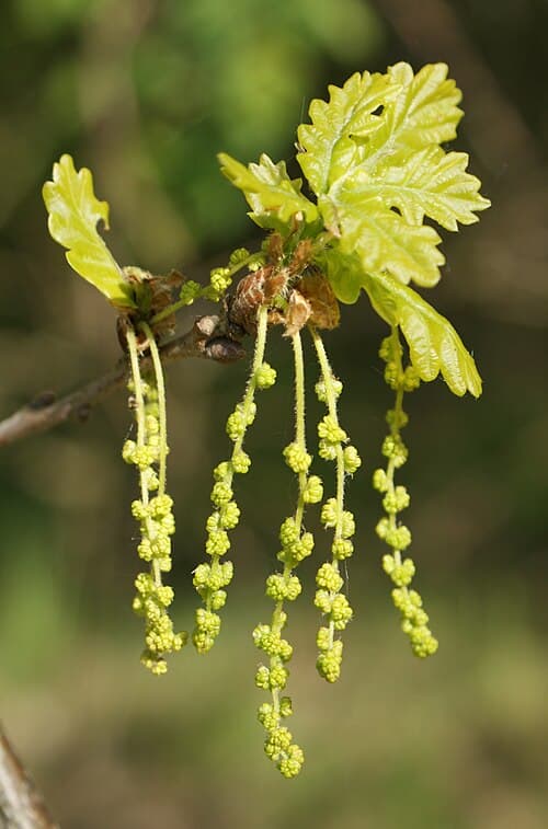 Oak (Quercus robur) in flower