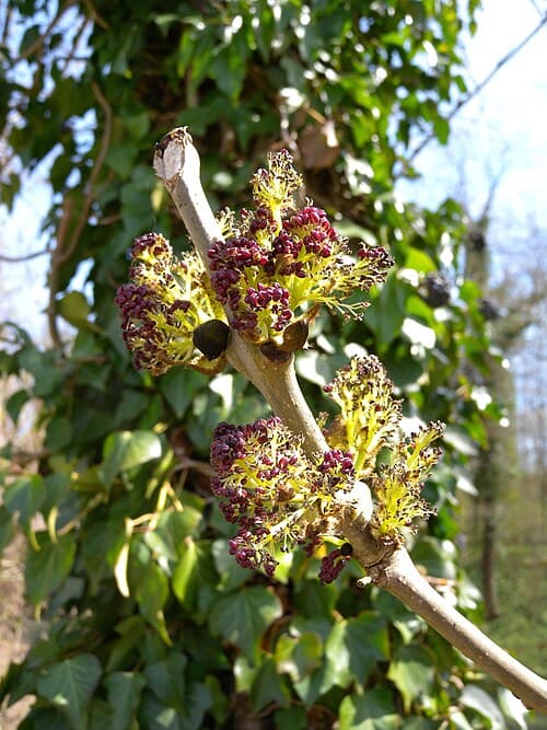 Ash (Fraxinus excelsior) in flower