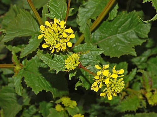 Charlock (Sinapis arvensis) in flower