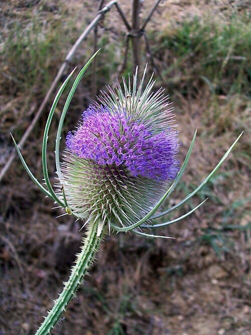Teasel (Dipsacus fullonum) in flower